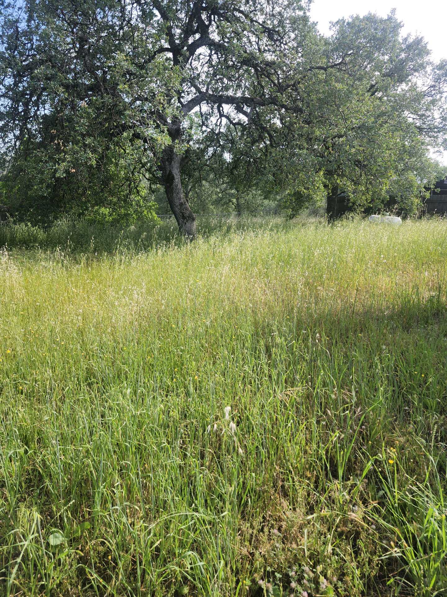 Yard Restoration Project