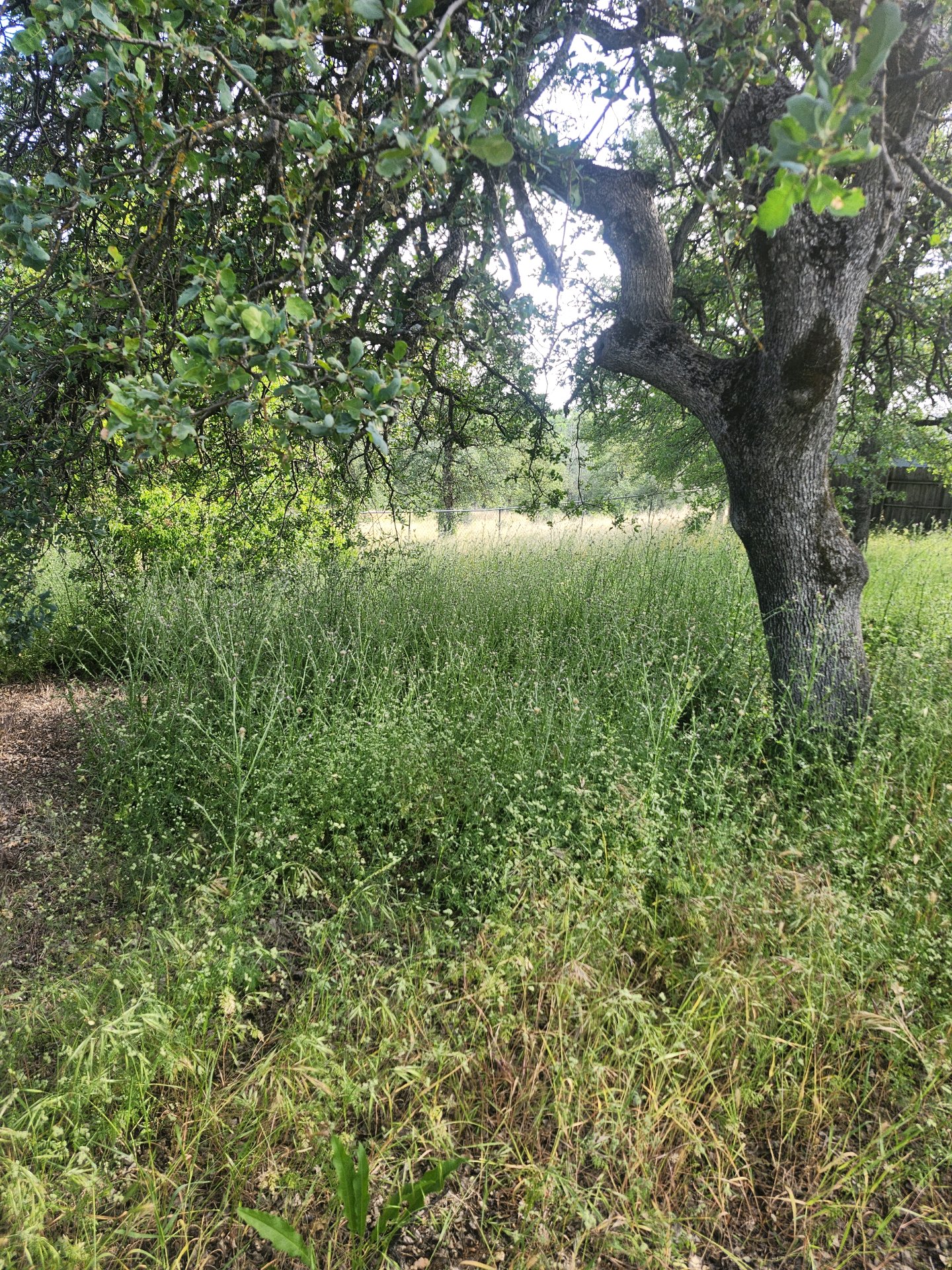 Debris Removal & Grading