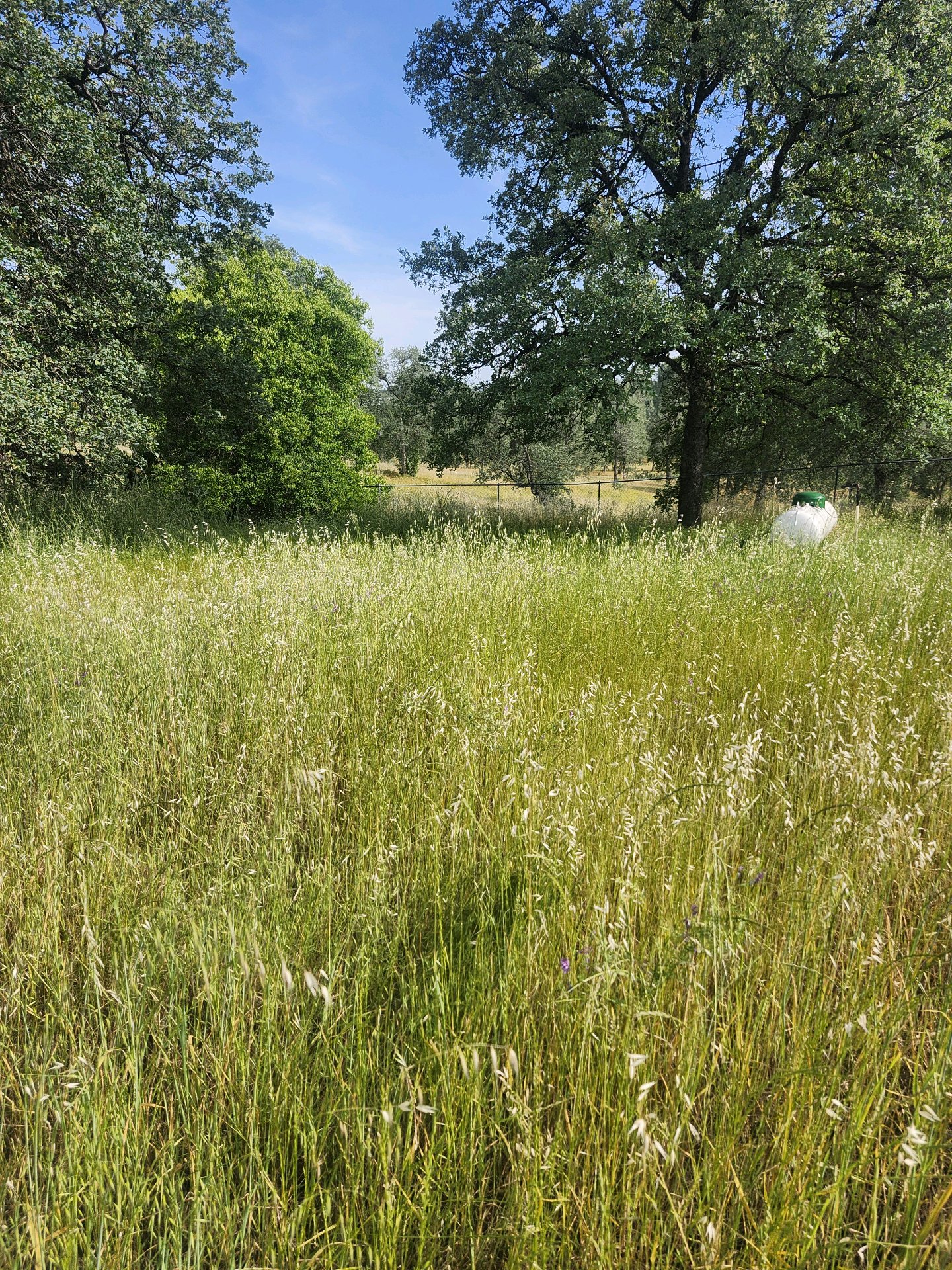 Before: Overgrown Yard Cleanup